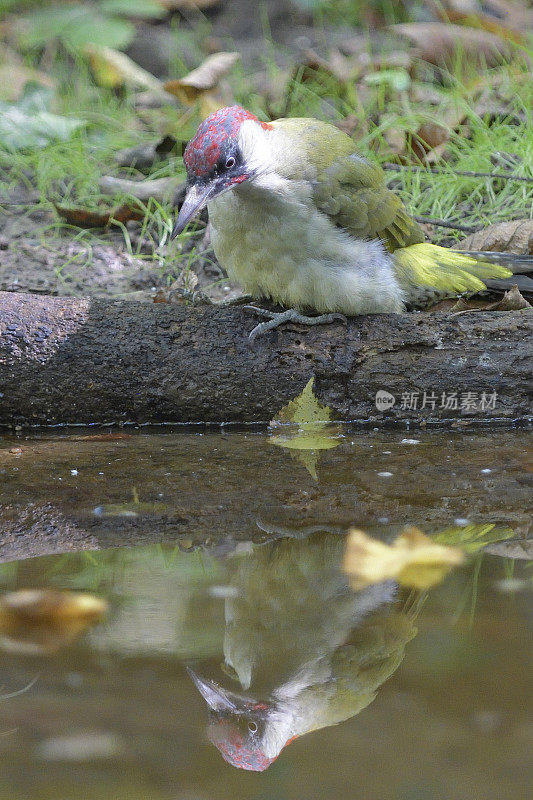 绿色的啄木鸟，倒影在水中