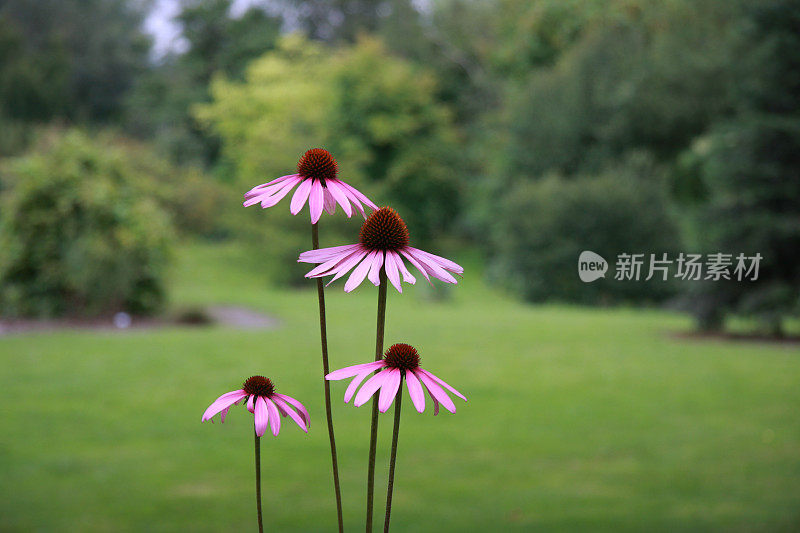 公园里的紫锥菊