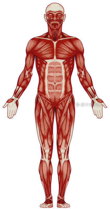 人体、肌肉(位图)