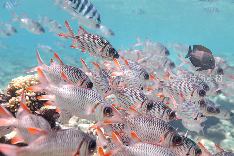 混合热带鱼游过天然珊瑚礁(XXXL)