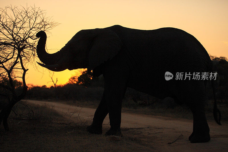 克鲁格国家公园大象非洲日落日出野生动物吃