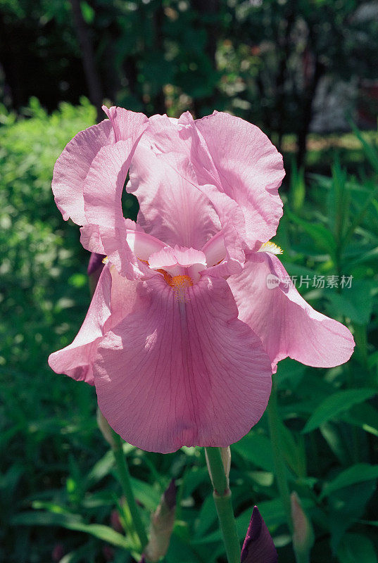 粉色蝴蝶花(带剪切路径)