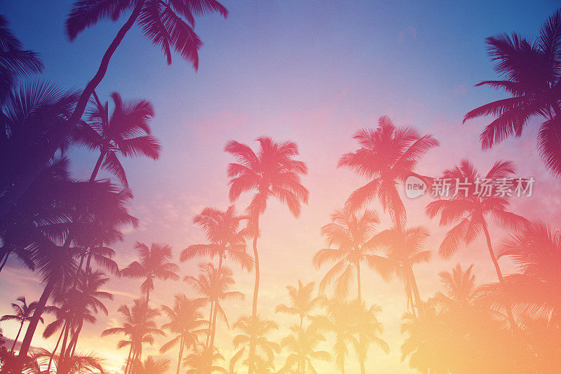 日落在热带地区。椰子树和绿松石海