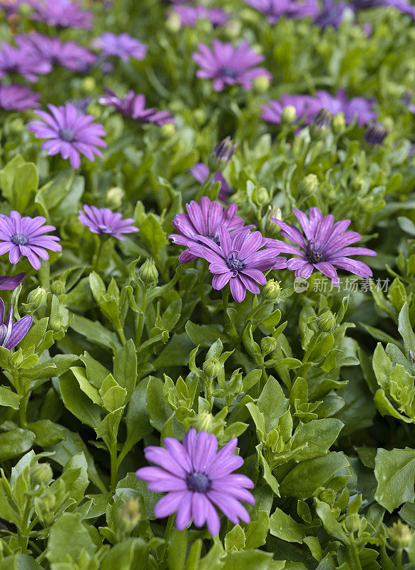 紫花植物野外特写