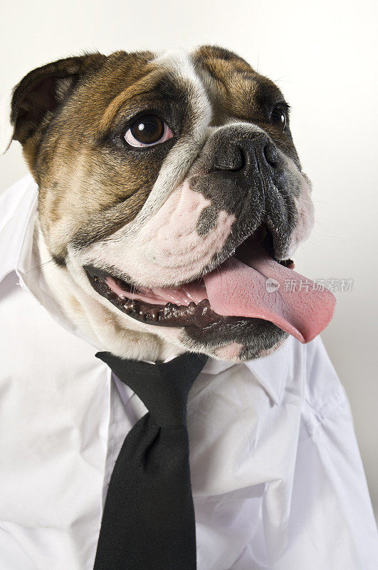 快乐的英国斗牛犬商人在衬衫和黑领带