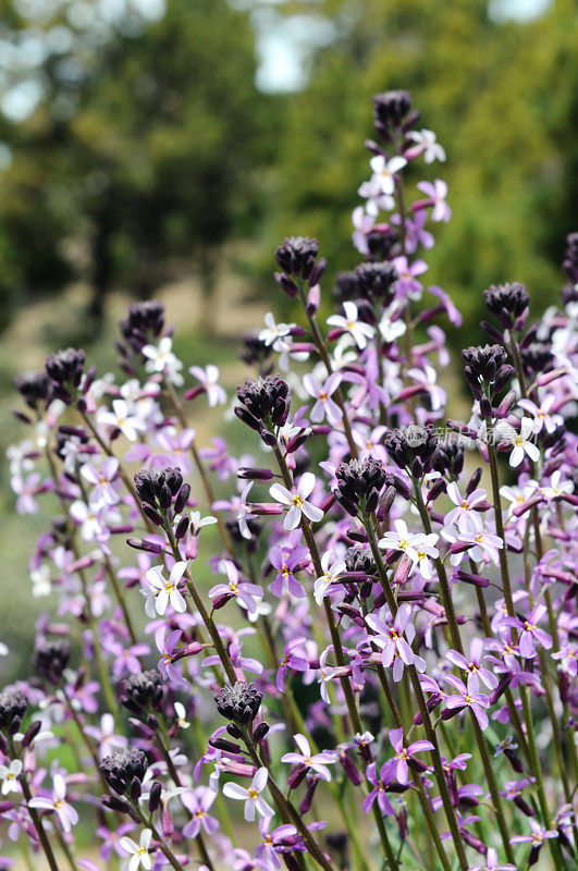 墙花?Teide (Erysimum scoparium)