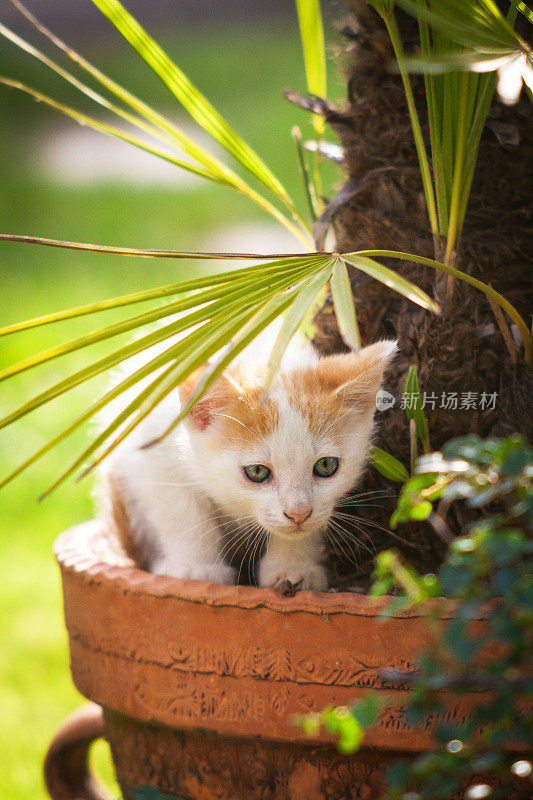 小猫在花园里玩