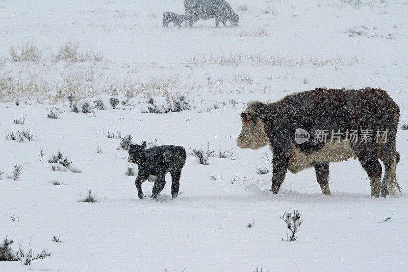 暴风雪中的牛