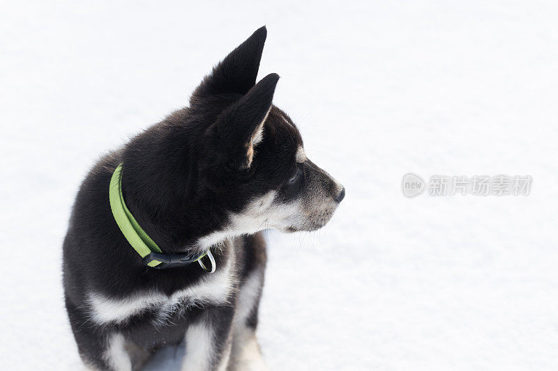 西伯利亚寻回犬幼犬9周大