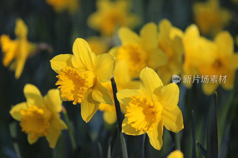 一群黄色的水仙花(水仙)在春天的花园