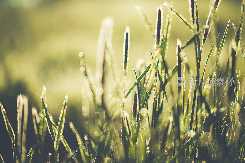 夏日里，野草在明亮的阳光下生长