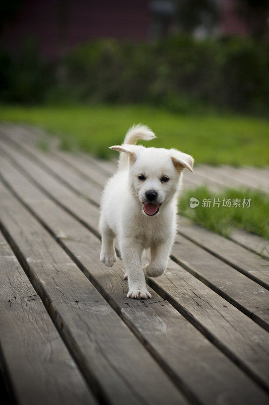 一只拉布拉多猎犬在一条木路上奔跑