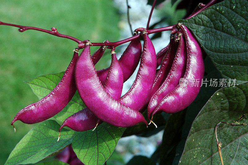 紫色的豆荚