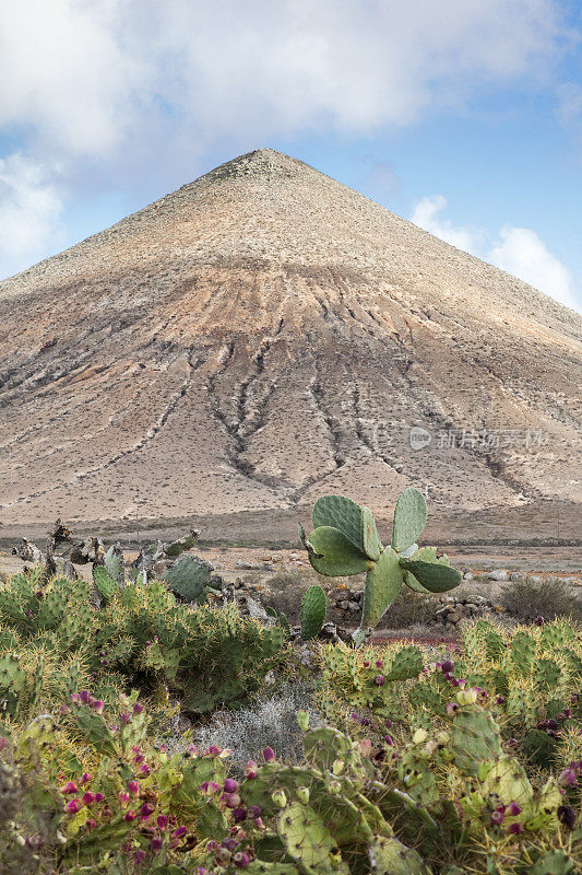 仙人掌和火山景观