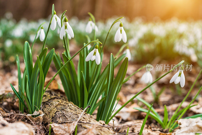 雪花莲