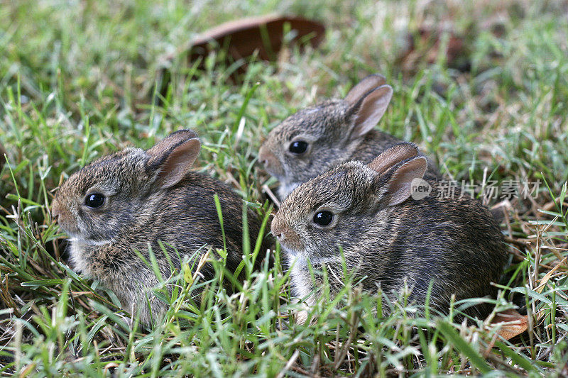 三个小兔子