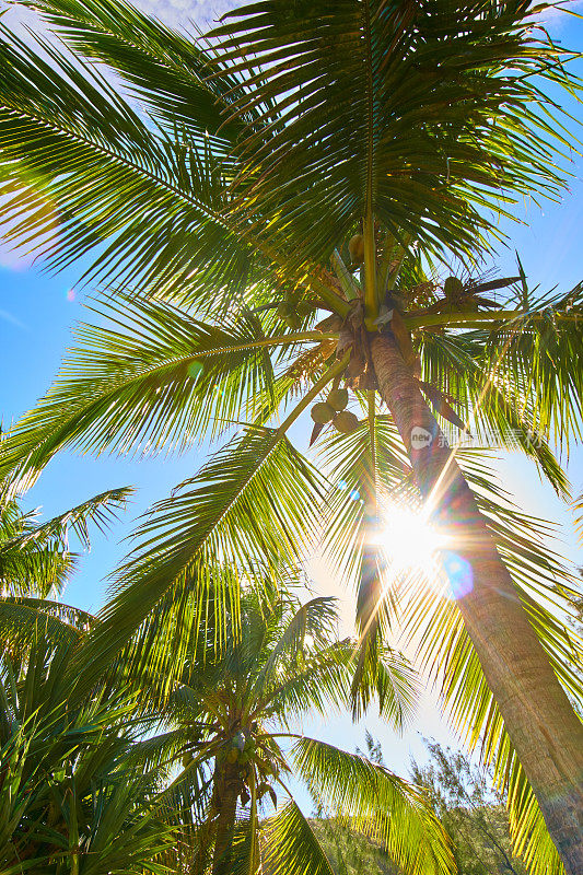 格兰德·安斯海滩，清晨的棕榈树-留尼汪岛