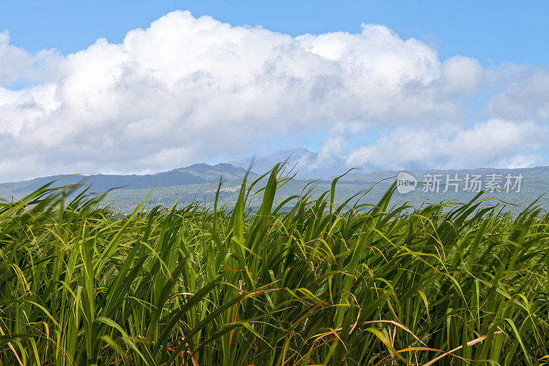 留尼旺岛上的甘蔗种植园