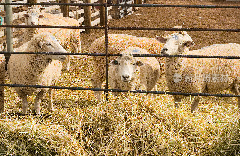 农场里的羊