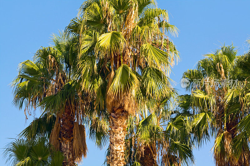 摩洛哥的非洲棕榈树
