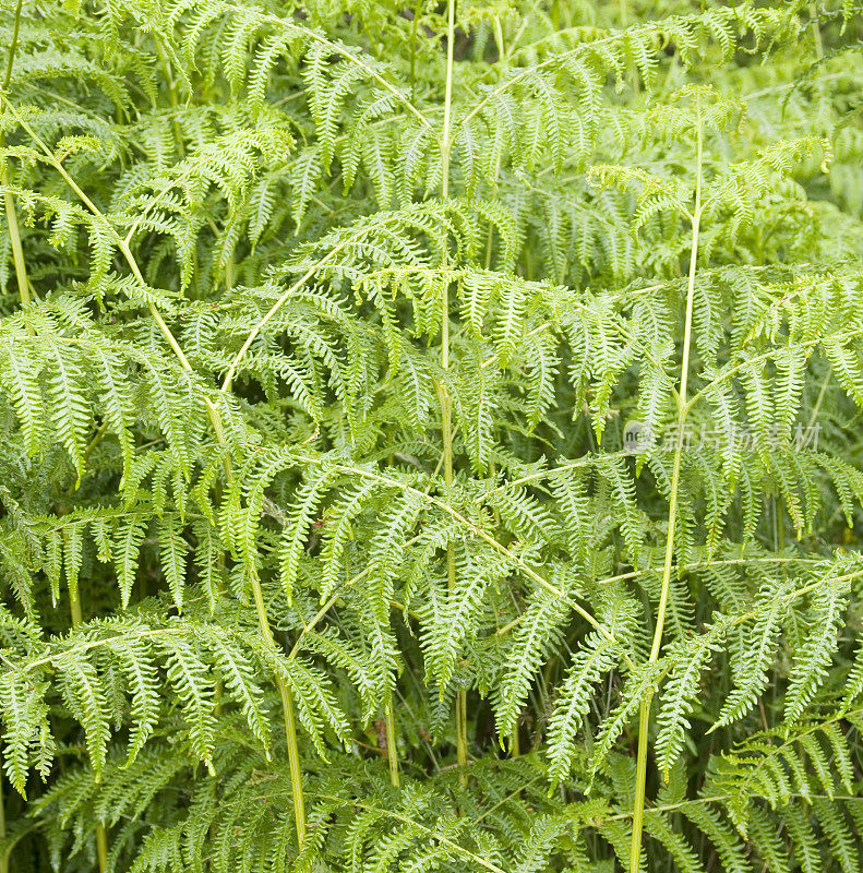 蕨类:蕨类(蕨类蕨类植物)