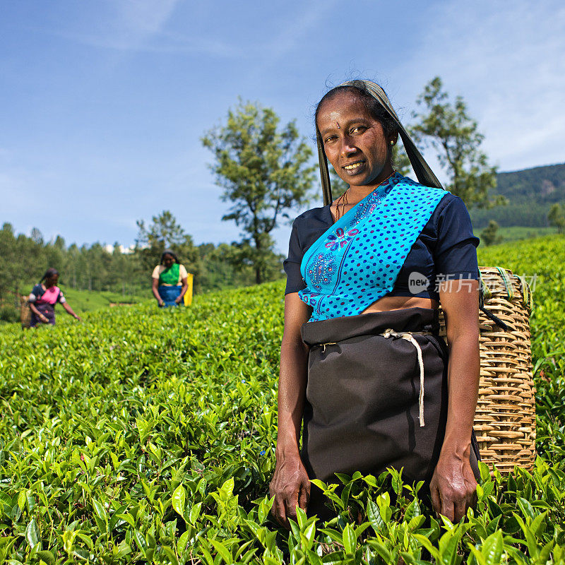 在种植园里采集茶叶的泰米尔采摘者