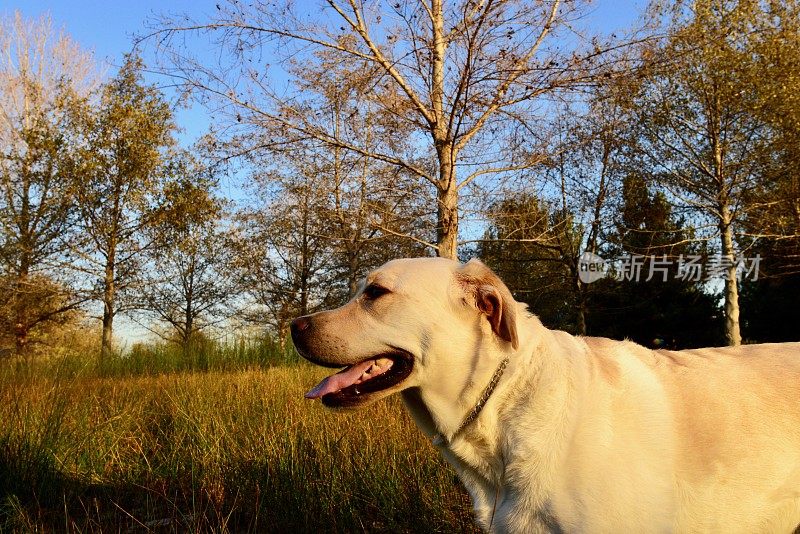 拉布拉多寻回犬