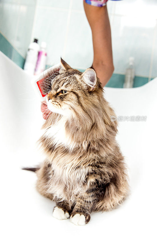 西伯利亚猫在浴缸中梳洗