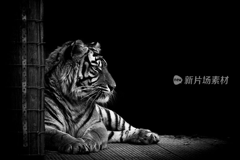 老虎在黑色
