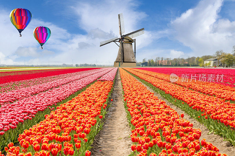 荷兰风景与热气球郁金香花束。