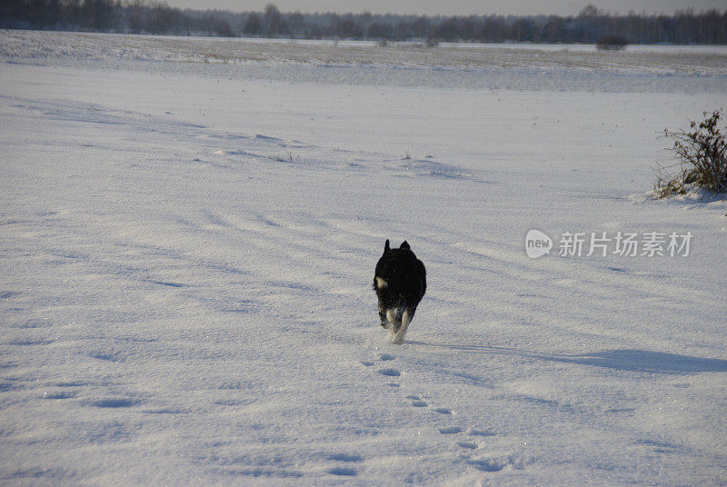 牧羊犬在行动