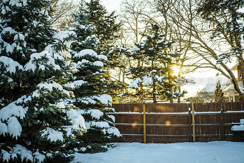 傍晚的阳光照耀着白雪覆盖的常青树