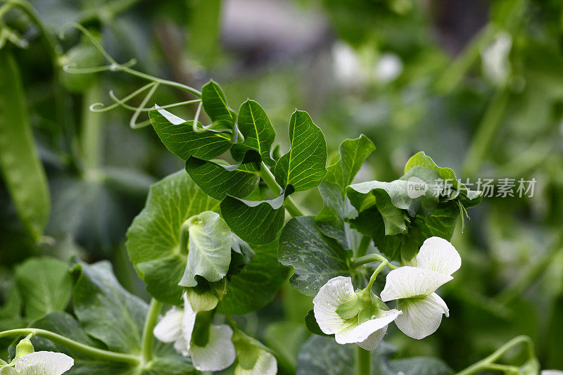 绿色豌豆植物荚新鲜有机蔬菜