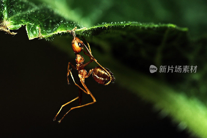 近挂蚂蚁用嘴咬绿叶。