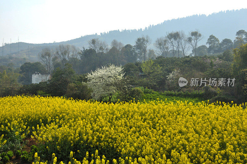 油菜花领域