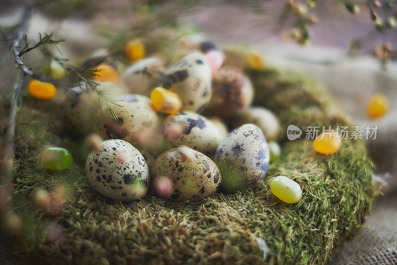 复活节安排鹌鹑蛋和苔藓