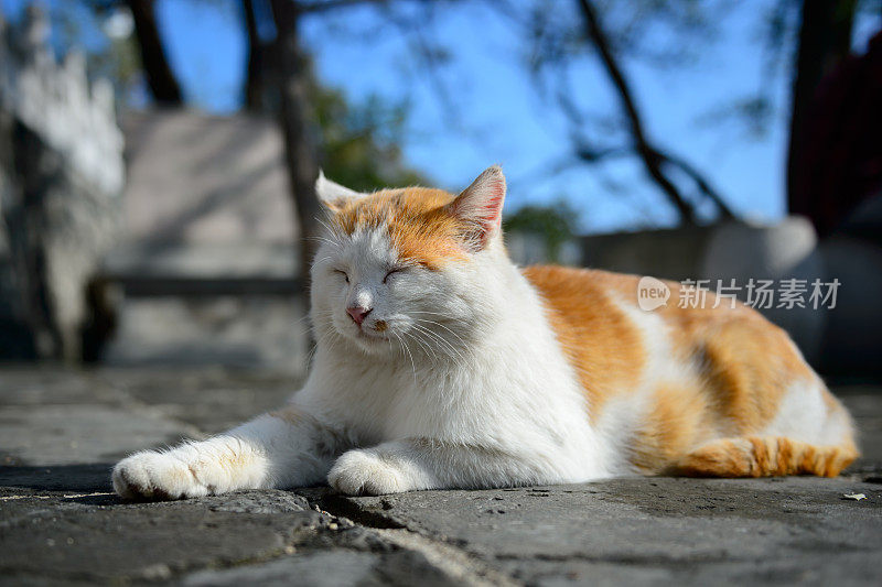 黄色的猫在户外的土地上放松