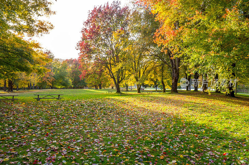 野餐桌上的草在秋天的颜色树