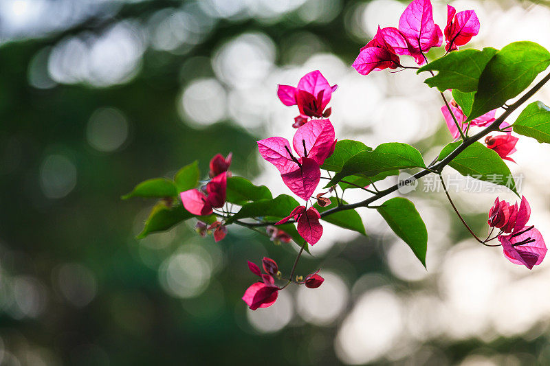 叶子花属