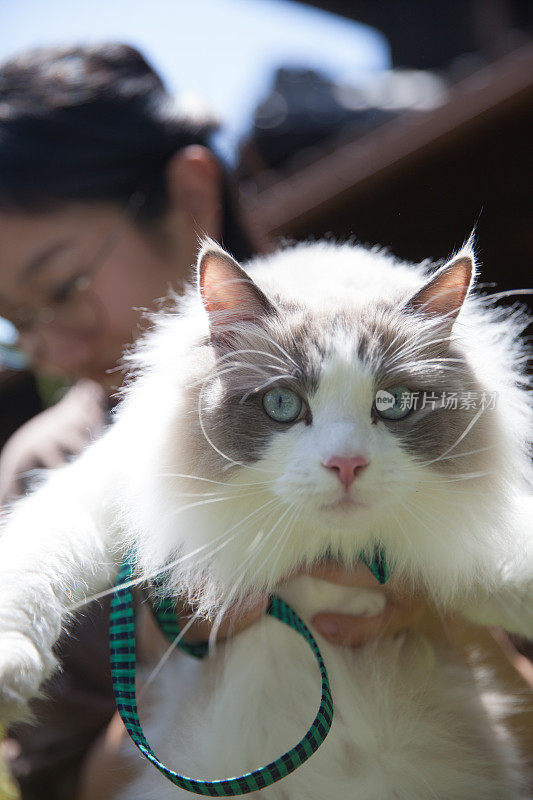 日本女子抱猫