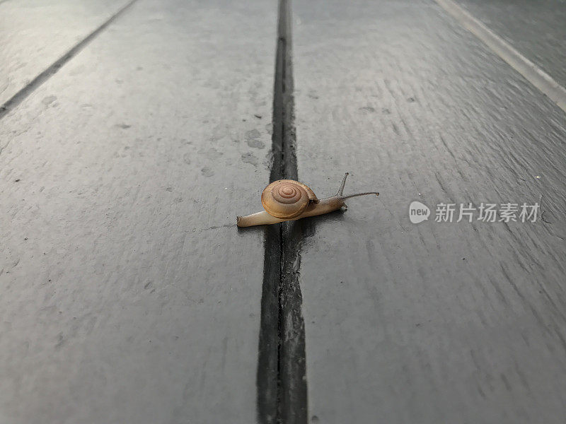 蜗牛在黑色的木地板上