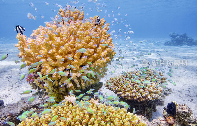 埃及马萨阿拉姆红海的海洋生物，有珊瑚和绿藻