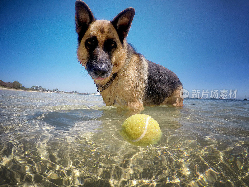 海滩上的德国牧羊犬