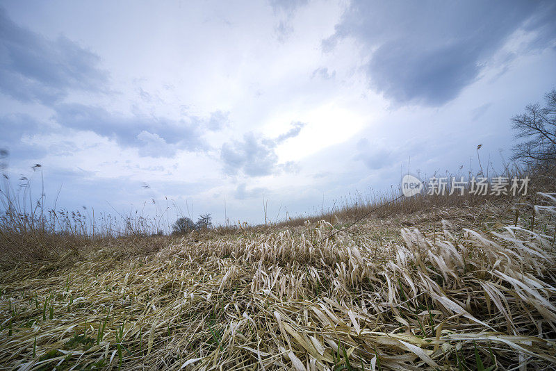 平芦苇下雨云