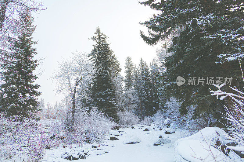 白色风景-科罗拉多州西部高海拔冬季降雪