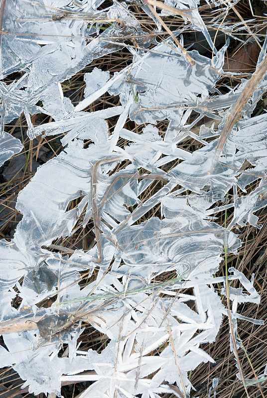 冰覆盖的草