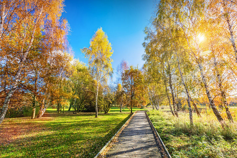 秋天公园里有五颜六色的树，落叶在阳光明媚的日子里。