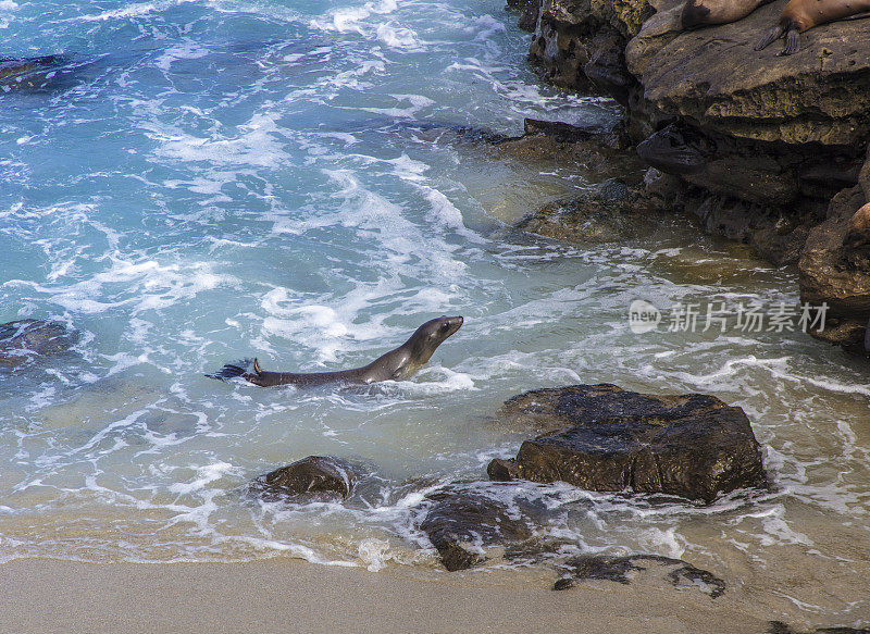 拉霍亚湾海豹和海狮