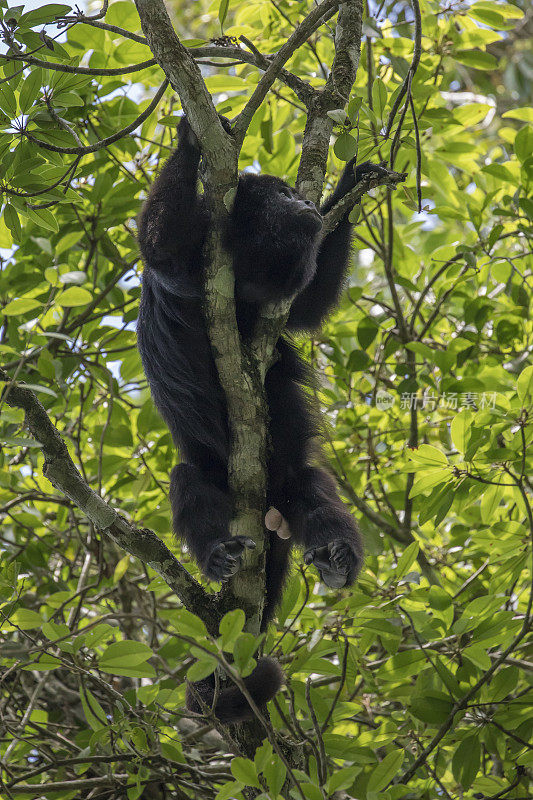 危地马拉雨林中的吼猴