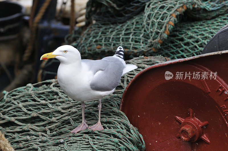 渔网之间的鲱鱼海鸥在港口